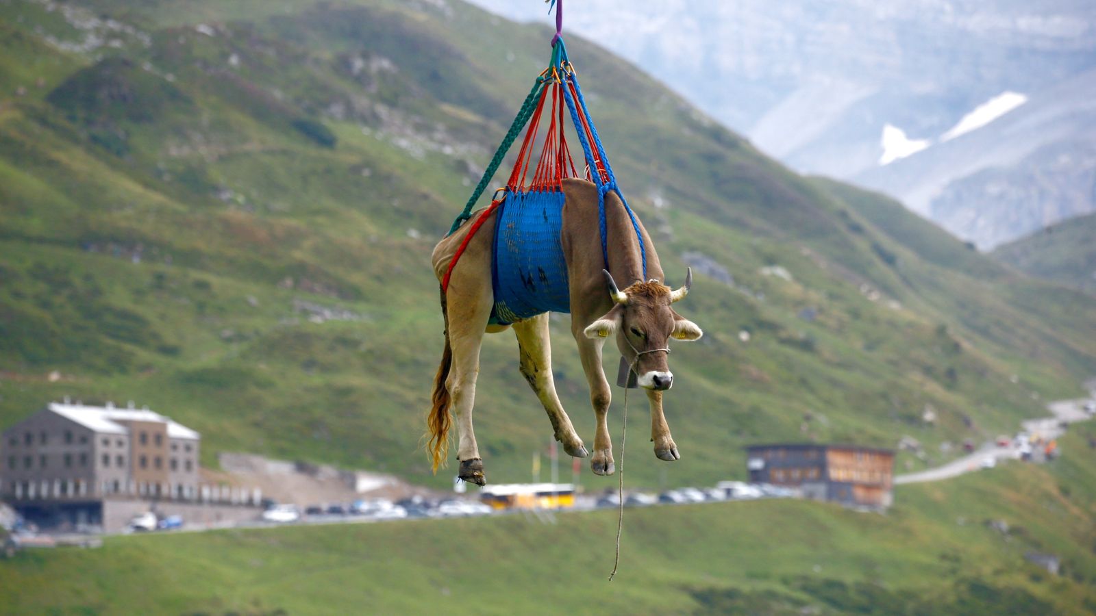 जब घाइते गाईलाई हेलिकप्टरबाट उद्धार गरियो (तस्बिर सहित)