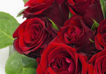 भ्यालेन्टाइन डेमा २ लाख ८० हजार स्टिक गुलाबका फूल खपत हुने